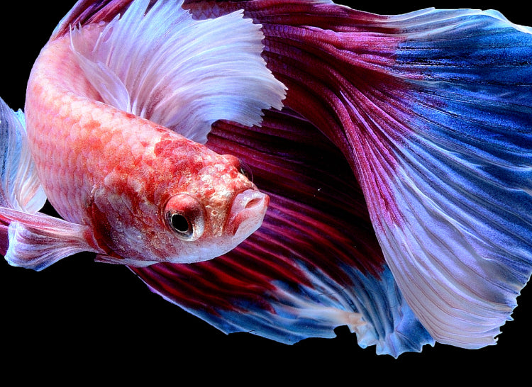 LCD projektor Ultimea Apollo P40 s natívnym rozlíšením 1080P